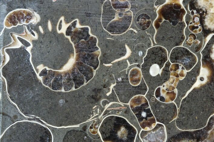 Polished Ammonite Fossil Slab - Marston Magna Marble #63819